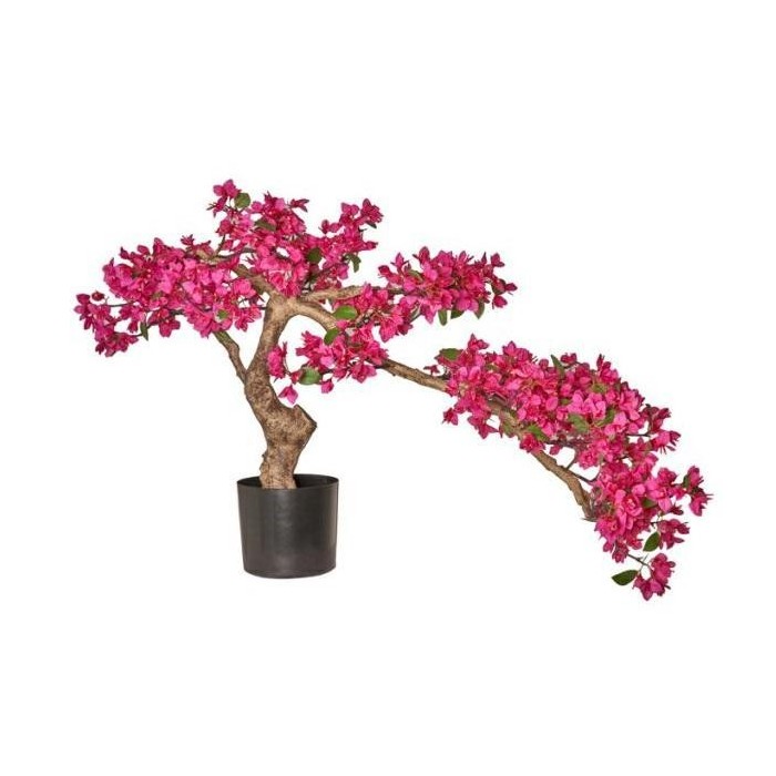 BONSAI BOUNGAVILLEA 120X70CM